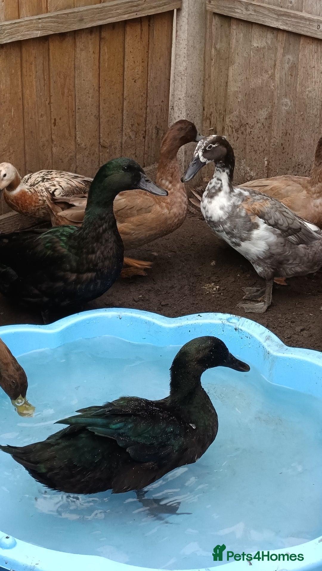 Ducks poultry for sale: Flock seeking new pasture - Image 4