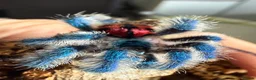 Spiders invertebrates for sale: Typhochlaena seladonia Mature male  in Basildon - Advert 1
