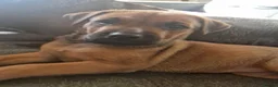 Mixed Breed dogs for sale: Large Crossbreed Puppies  in Keighley - Advert 2