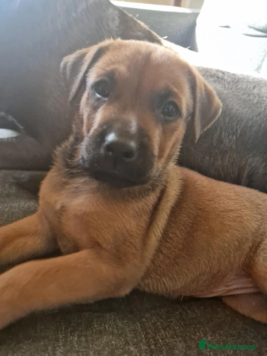 Mixed Breed dogs for sale: Large Crossbreed Puppies  in Keighley - Advert 2