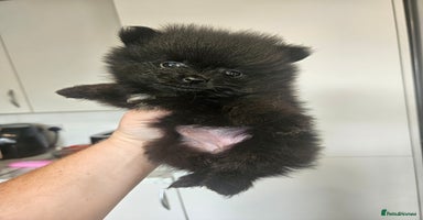 Pomeranian dogs - Advert 6