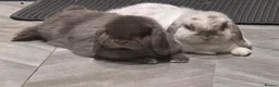 English Lop rabbits for sale: Min English Lop siblings. - Advert 1
