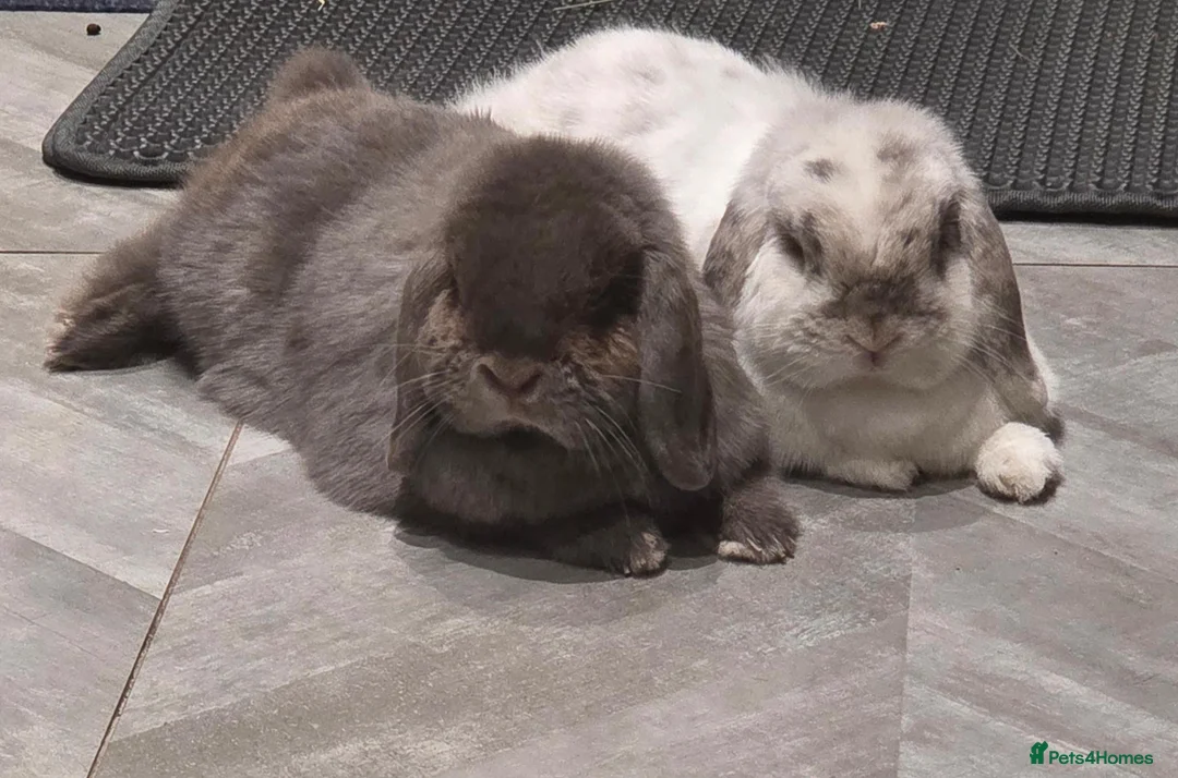 English Lop rabbits for sale: Min English Lop siblings. - Advert 1