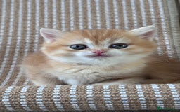 British Shorthair cats for sale: GCCF BSH BOY AND GIRL LEFT GOLDEN BLACK TIPPED  - Advert 27