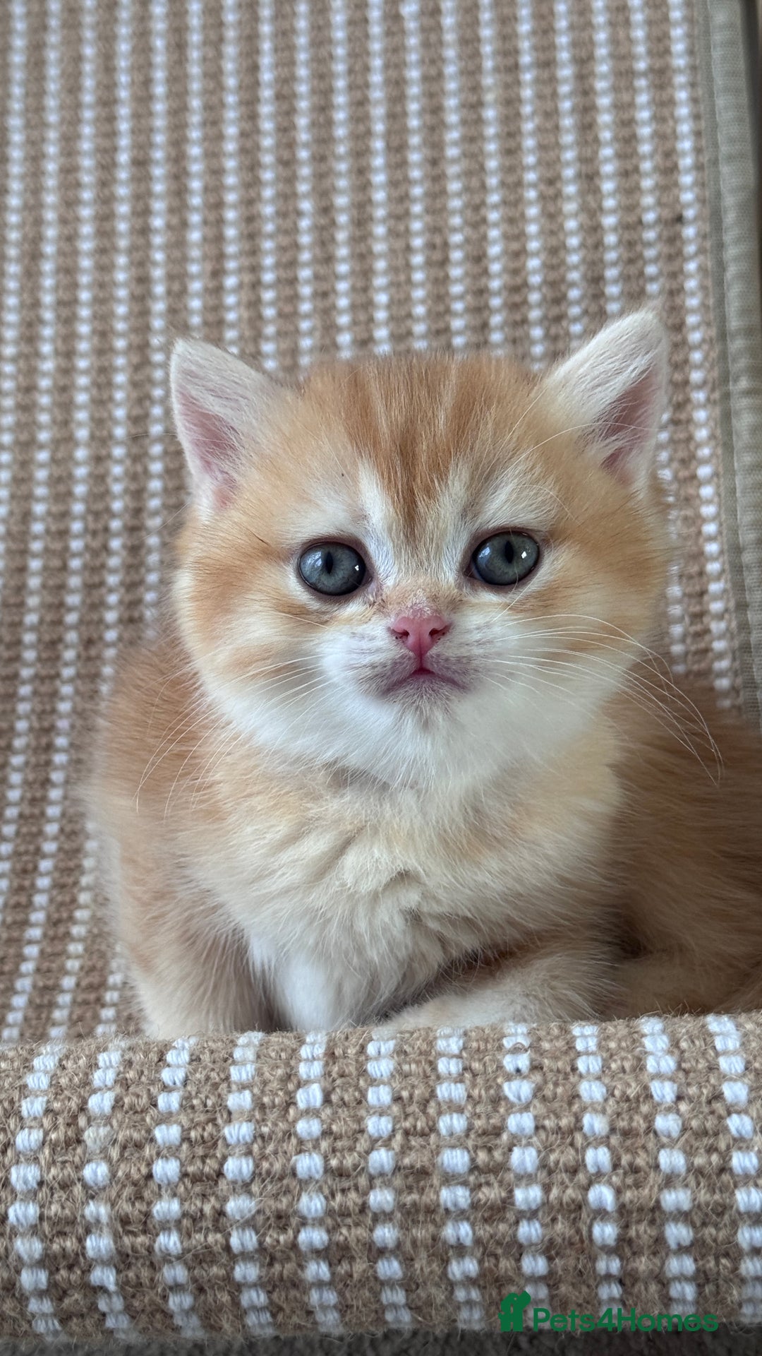 British Shorthair cats for sale: GCCF BSH BOY AND GIRL LEFT GOLDEN BLACK TIPPED  - Advert 27