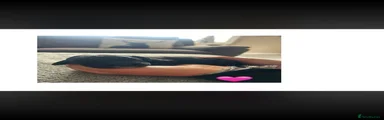 Cocker Spaniel 2