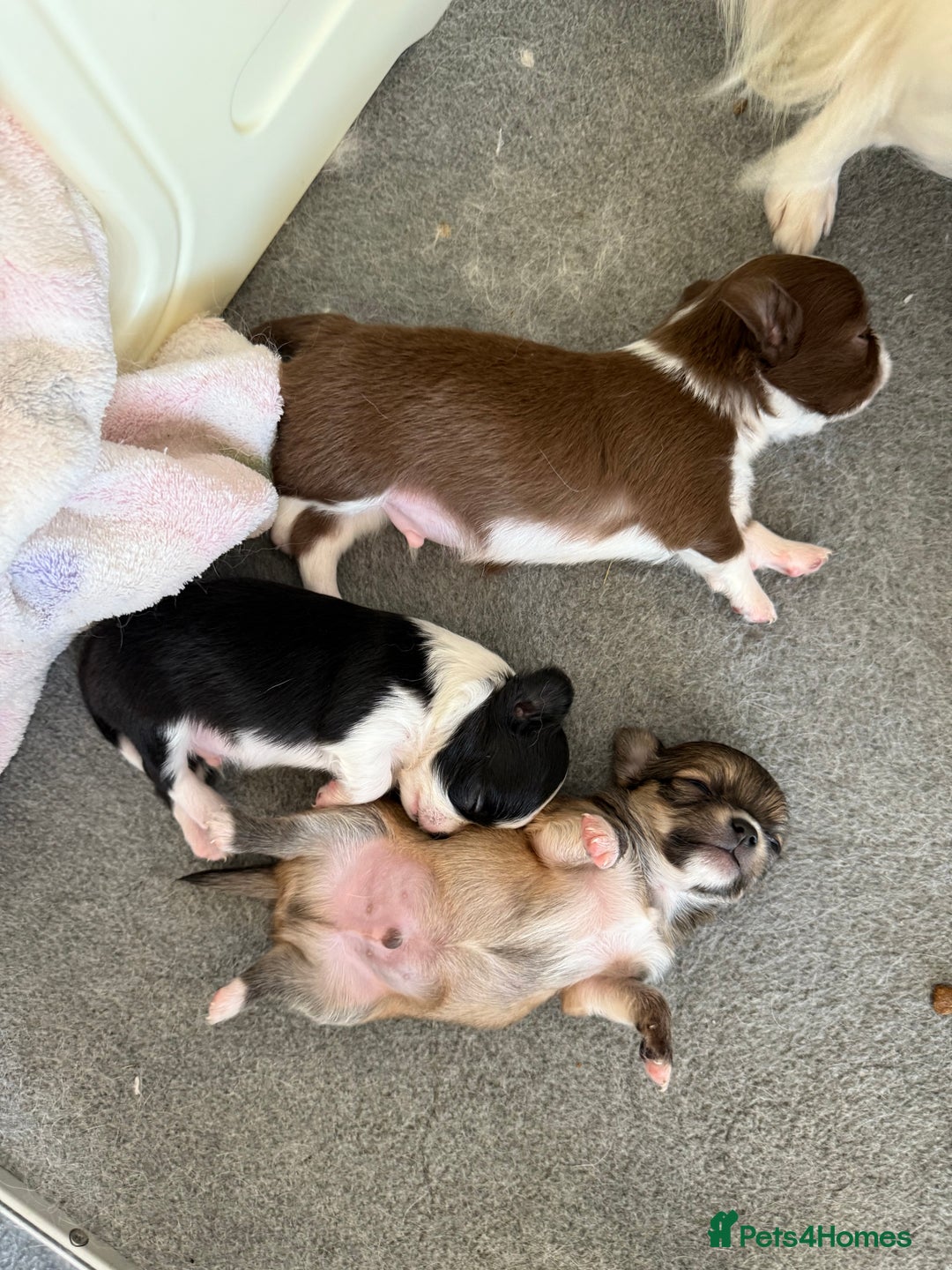 Chihuahua dogs for sale: Last show quality KC long coat Boy  - Advert 13