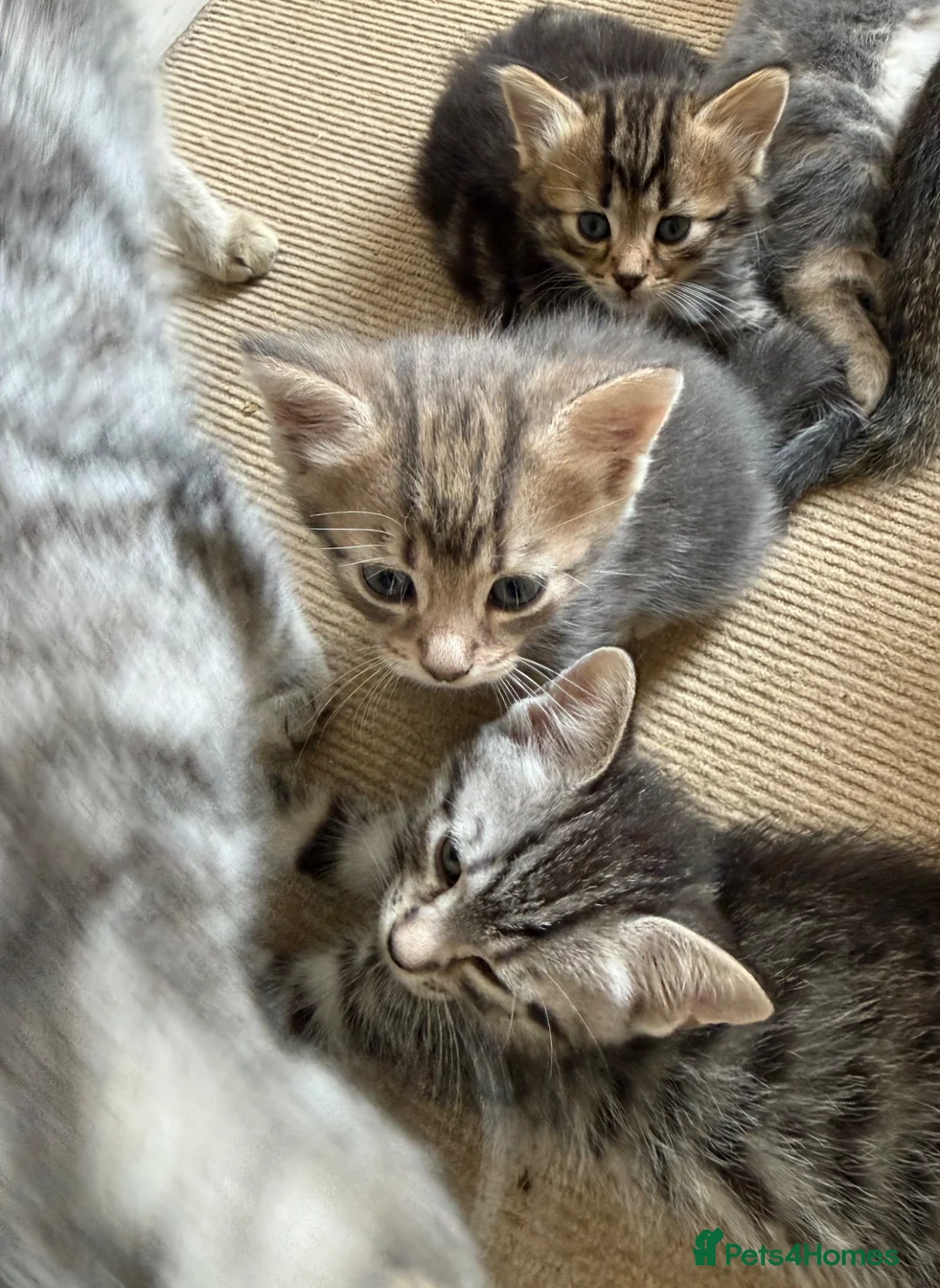Mixed Breed cats for sale: READY🎉 Soft Fluffy Tabby MaineCoon mixed🐱💕  - Advert 1