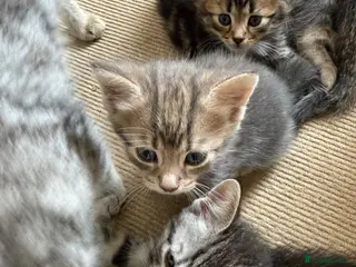 Mixed Breed cats READY🎉 Soft Fluffy Tabby MaineCoon mixed🐱💕 - Advert 5