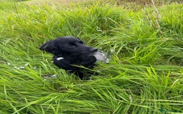 Sprocker dogs for sale: 6 beutiful sprocker pups  - Image 8