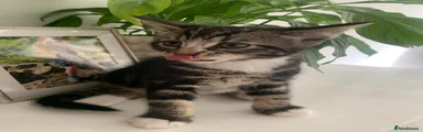 Mixed Breed Kitten 1