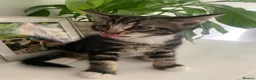 Mixed Breed cats for sale: 2 kittens 1 tux 1 tabby  - Advert 4