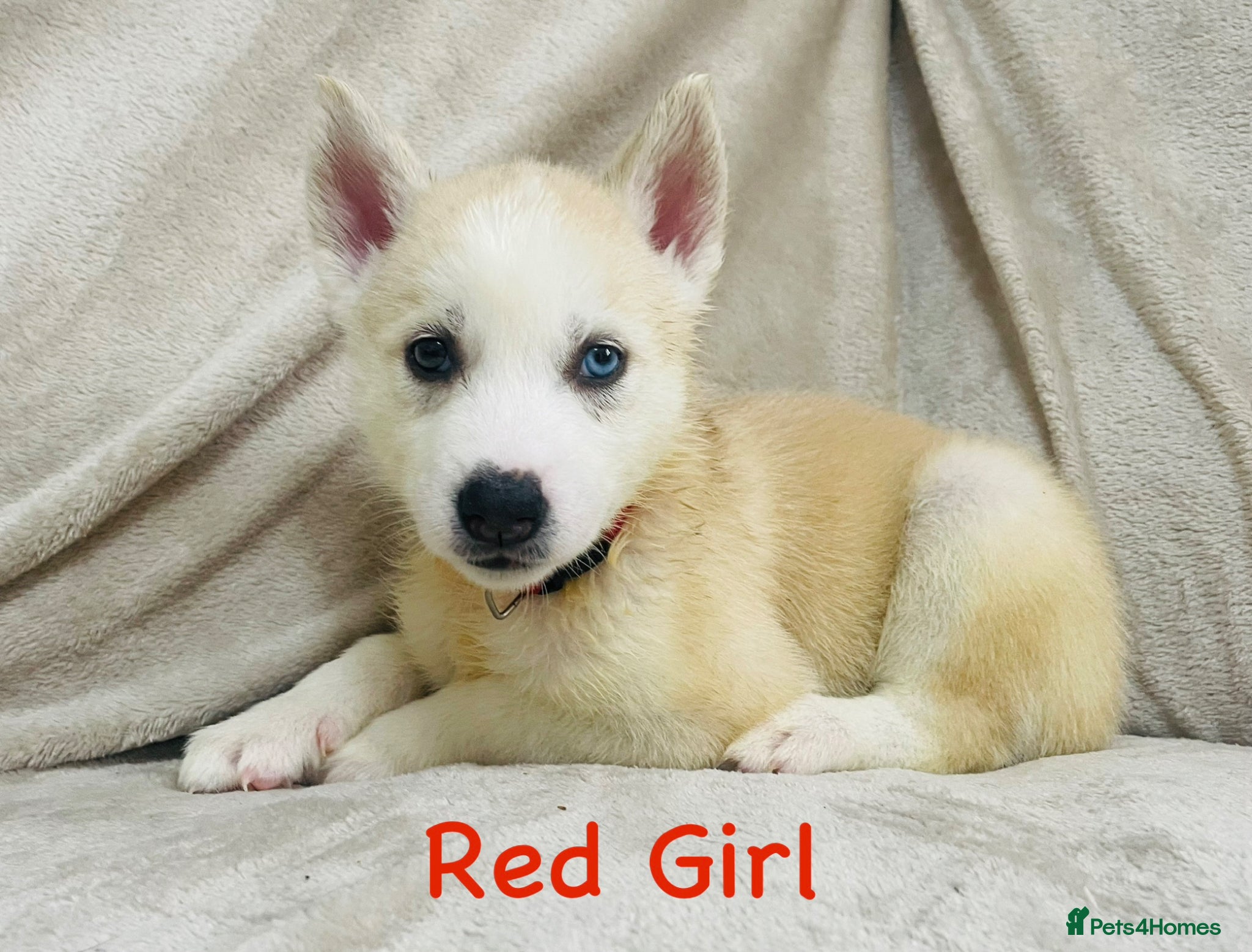 Siberian Husky dogs READY TO LEAVE! 3 left. Stunning RARE white/cream - Advert 1