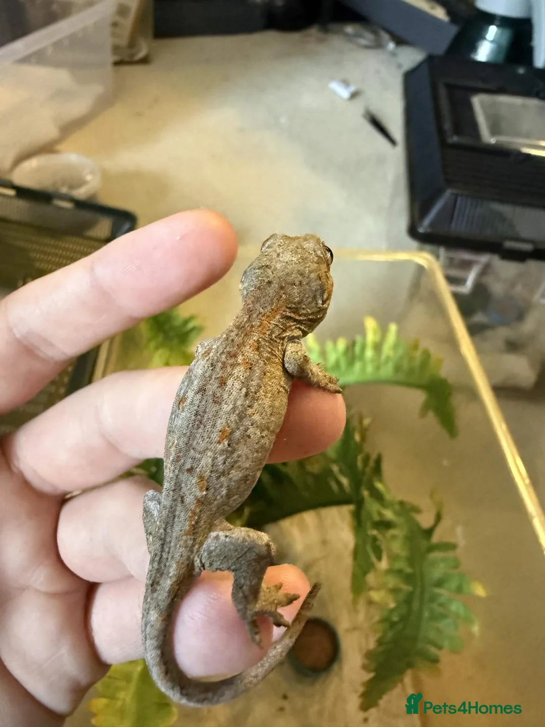 Gecko reptiles for sale: 2.5 Month old Gargoyle Geckos - Advert 2
