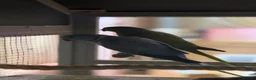Ringnecks birds for sale: 2 Indian ringneck parrots - Advert 3