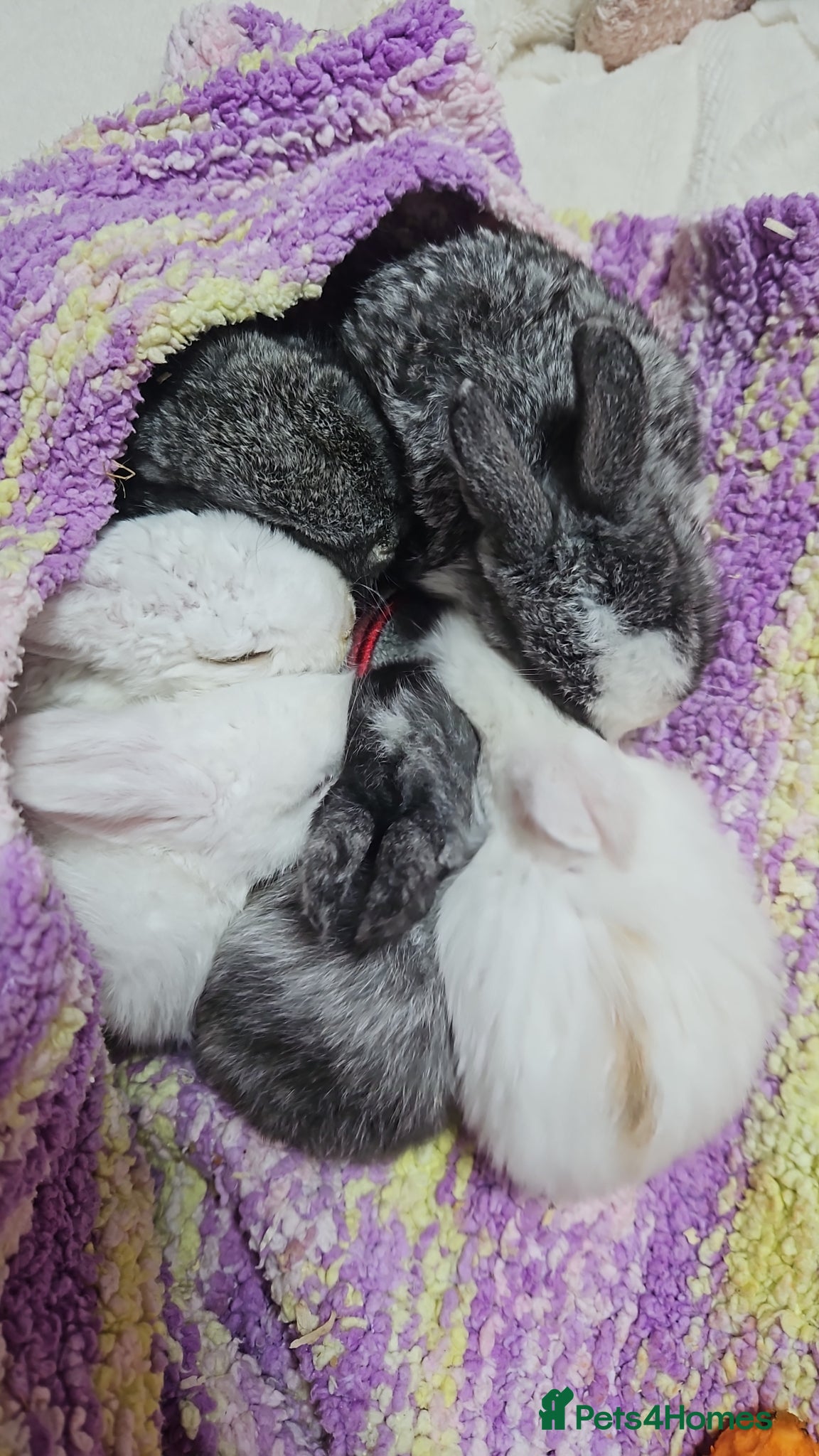 Mixed Breed rabbits Vienna and astrex gene babies  - Advert 2