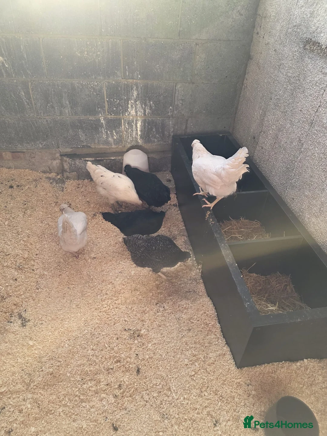 Chickens poultry for sale: Hybrid point of lay hens in Ramsgate - Advert 3