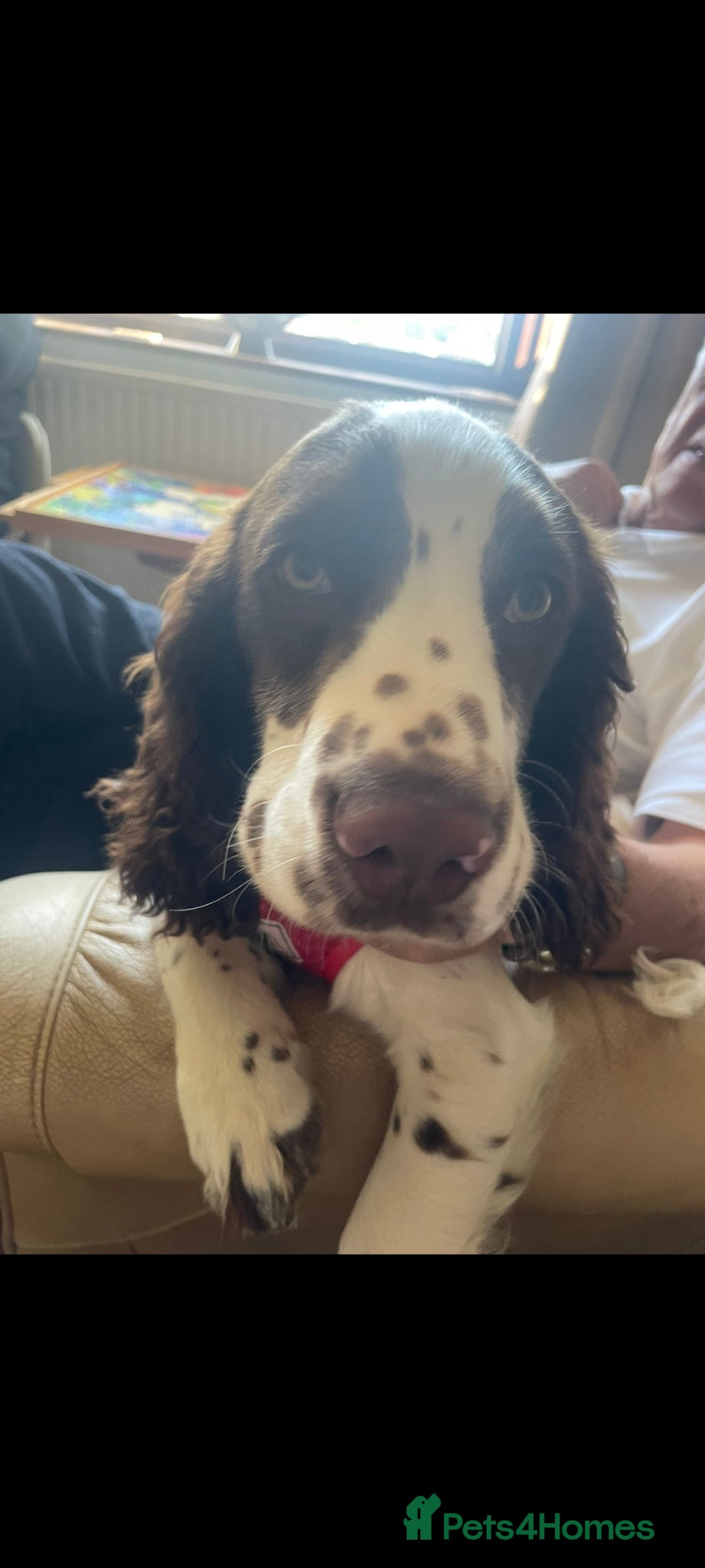 Cocker Spaniel dogs for sale: Cocker spaniel puppies due  - Advert 4