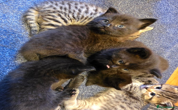 Mixed Breed cats - Advert 15
