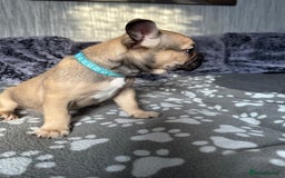 French Bulldog dogs for sale: Amazing french bulldog  - Image 23