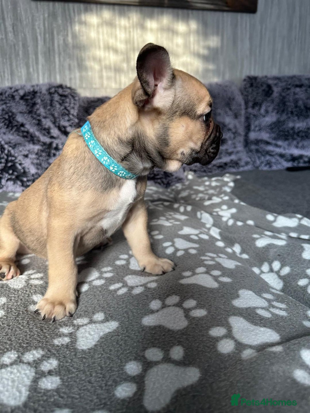 French Bulldog dogs for sale: Amazing french bulldog  - Image 23