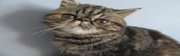 Exotic cats for sale:  Beautiful Exotic female kittens - Advert 8