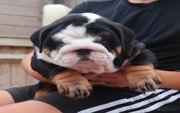 English Bulldog dogs for sale: 2 Gorgeous English Bulldog Pups 🩷 - Image 10