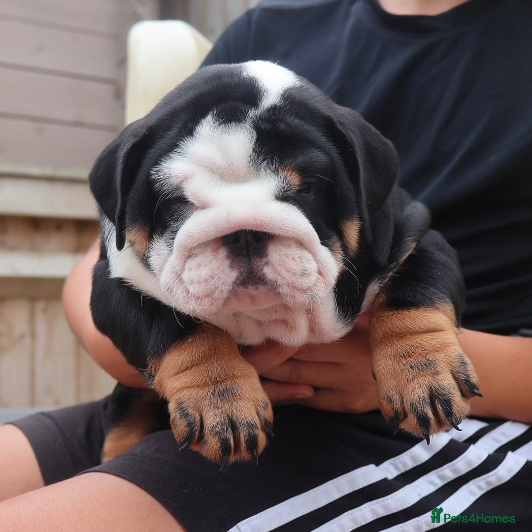 English Bulldog dogs for sale: 2 Gorgeous English Bulldog Pups 🩷 - Image 10