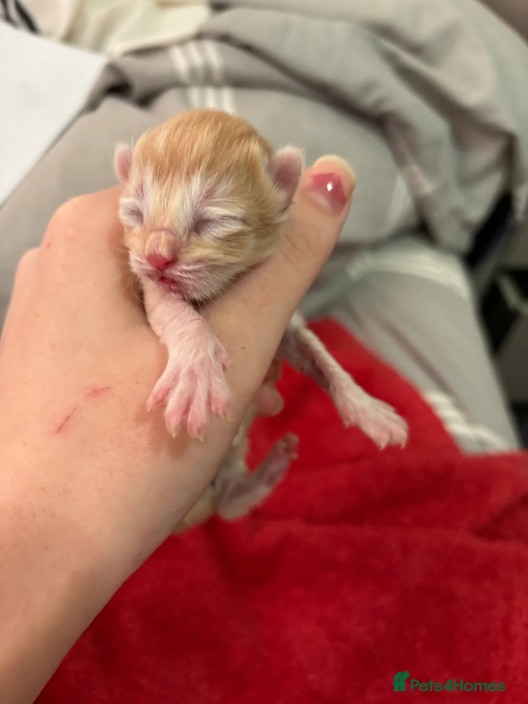 Persian cats for sale: Persian Kittens – 1 Male & 4 Females - Advert 2