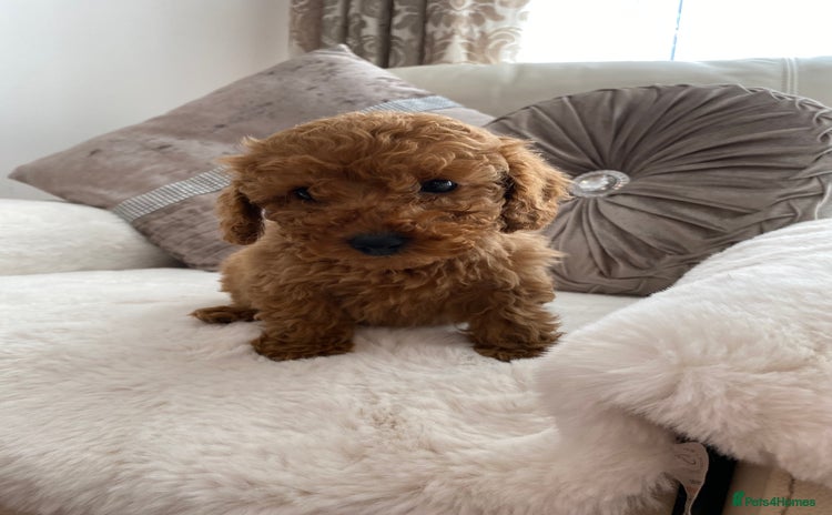 Cavapoo dogs - Advert 1