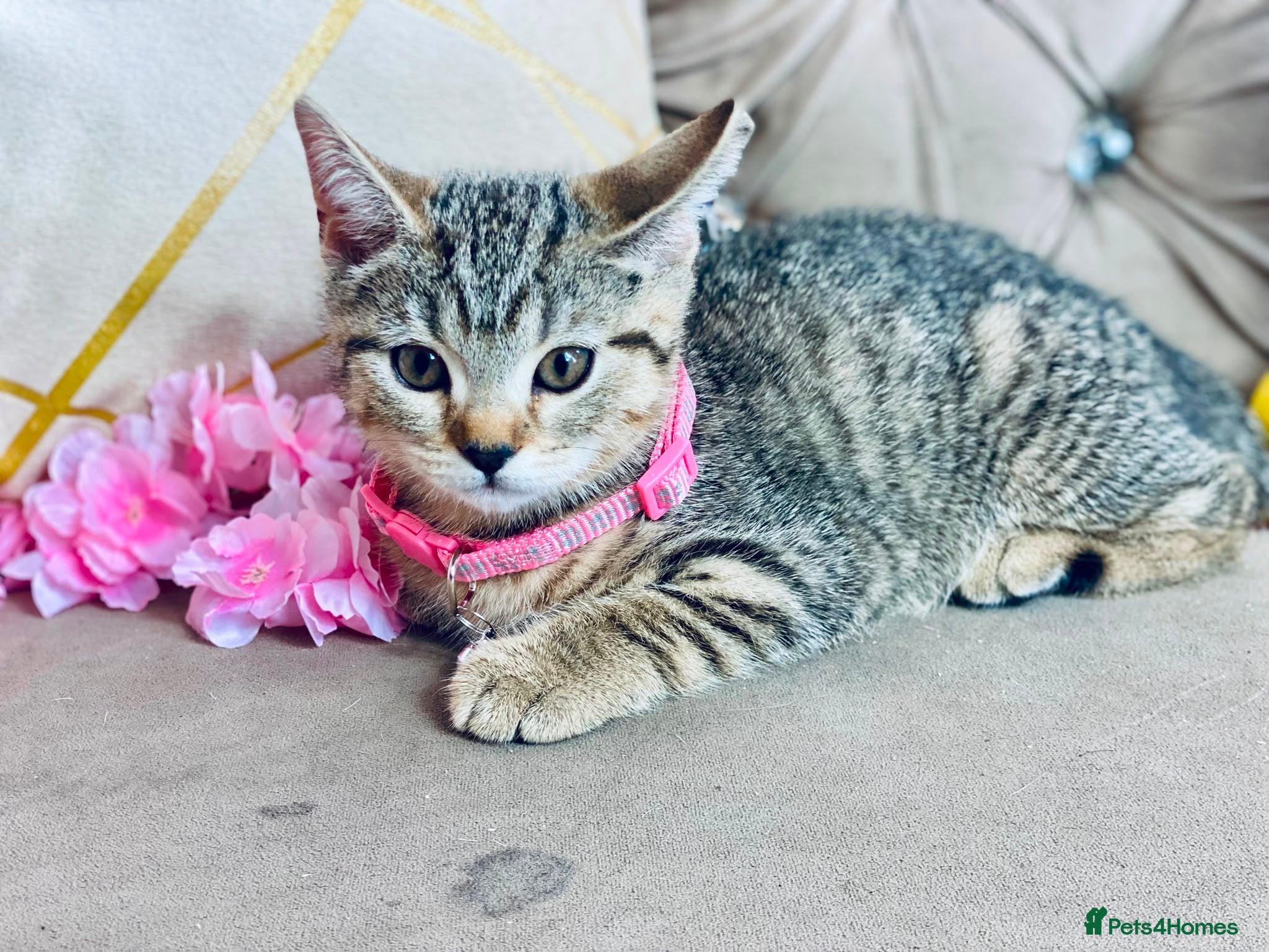 British Shorthair cats British shorthair x tabby kittens  - Advert 2