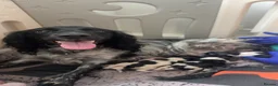 English Springer Spaniel dogs for sale: Springer spaniel puppies - Advert 1