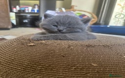 British Shorthair cats for sale: Beautiful fluffy British blue babies ready at  **  - Advert 16