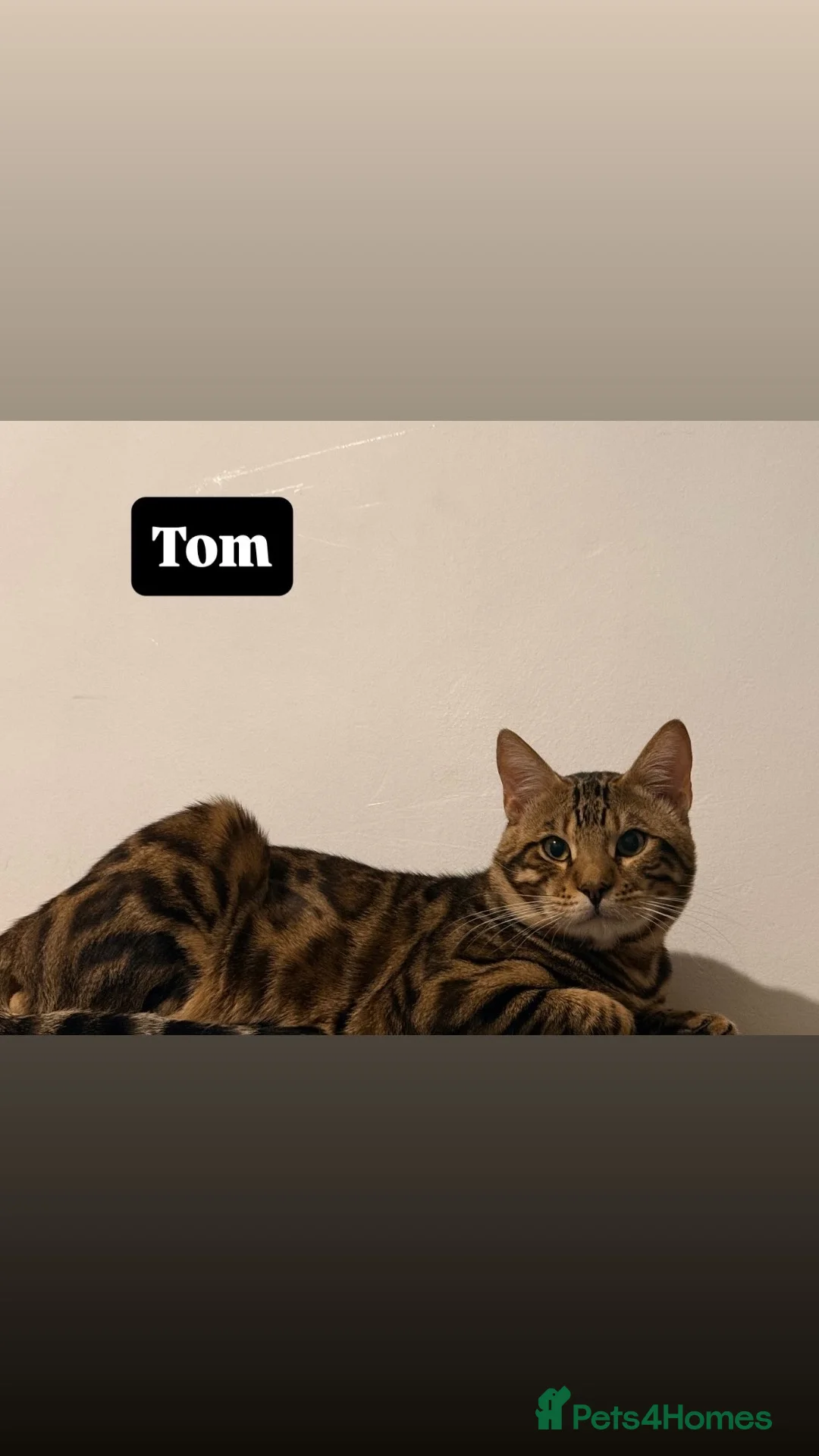 Bengal cats for sale: Beautiful Bengal kittens 2m 1f Price is negotiable in Harrow - Advert 2