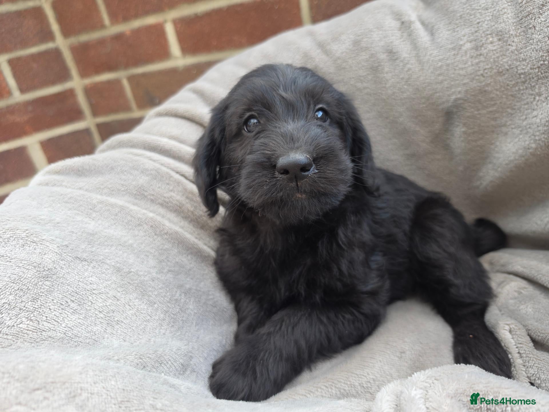 Labradoodle dogs Miniature F1 labradoodles - Advert 10