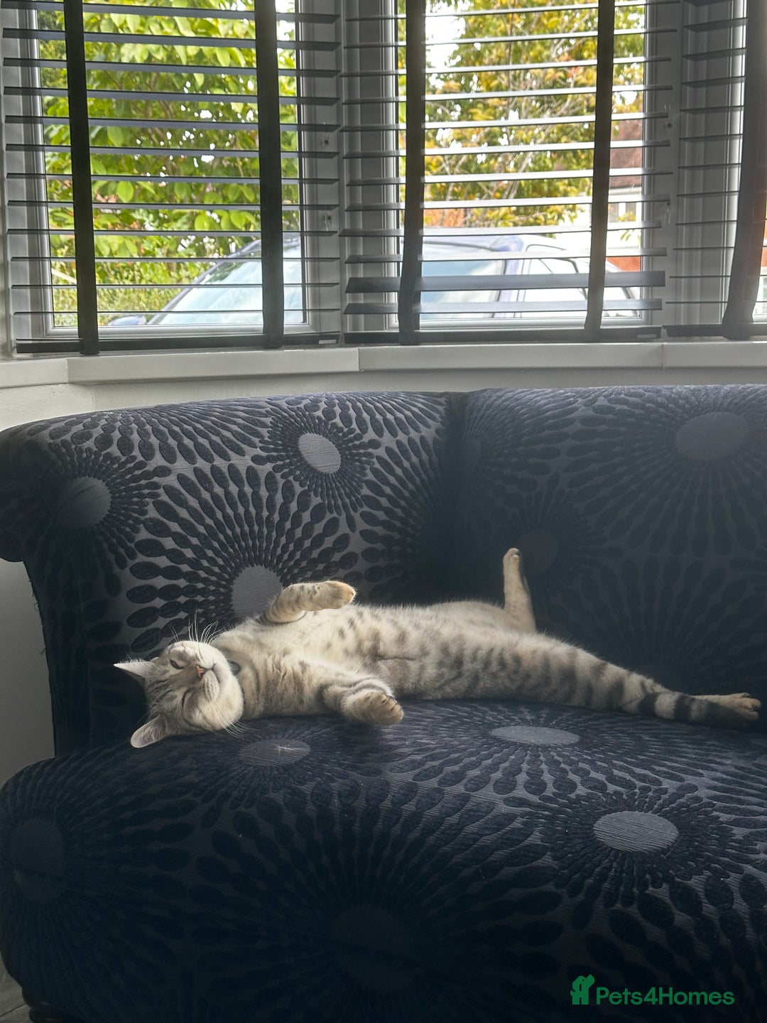 Bengal cats for sale: Silver Bengal Needs Rehoming  - Image 3