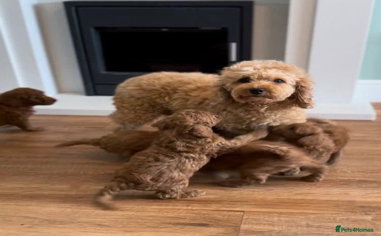 Miniature Poodle dogs - Advert 5