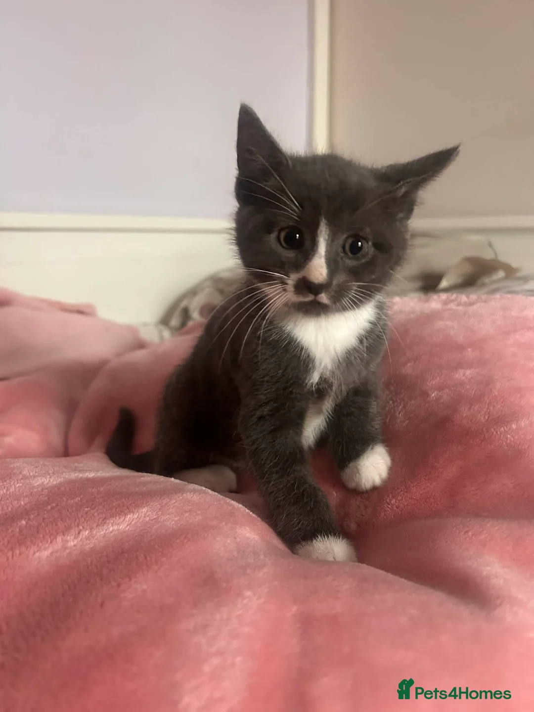 Mixed Breed cats for sale: Kittens - Advert 8