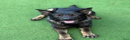 German Shepherd dogs for sale: Czech Working Line Gsd Female, KC Reg, BH-VT title - Advert 3