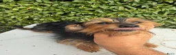 Yorkshire Terrier dogs for sale: Mini long haired Yorkshire terrier  - Advert 2