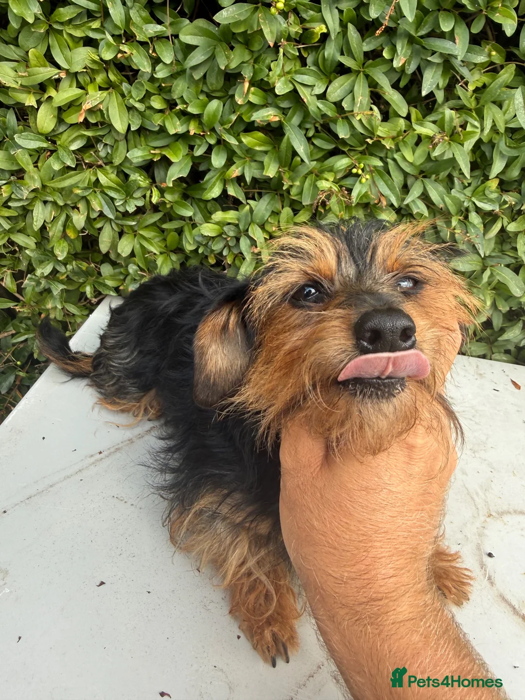 Yorkshire Terrier dogs for sale: Mini long haired Yorkshire terrier  - Advert 2
