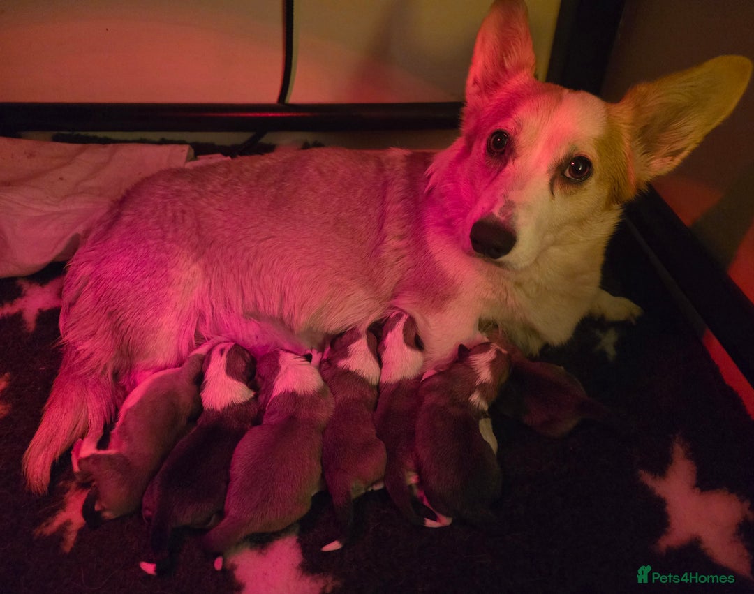 Welsh Corgi Pembroke dogs for sale: Outstanding Pembrokeshire Puppies - Advert 12