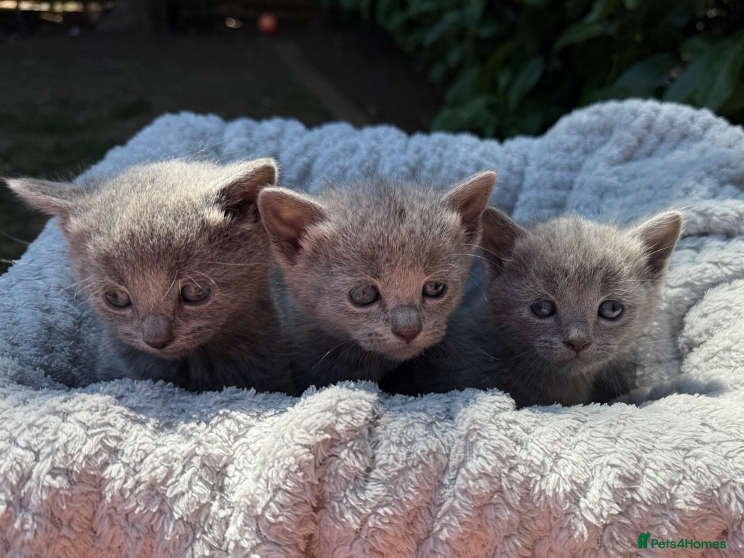 Russian Blue cats for sale: Pure Russian Blue Kittens - Image 3