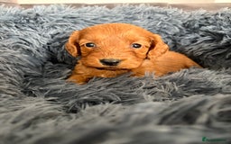 Cockapoo dogs for sale: Beautiful fox red cockapoo - Image 12