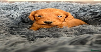 Cockapoo dogs - Advert 9