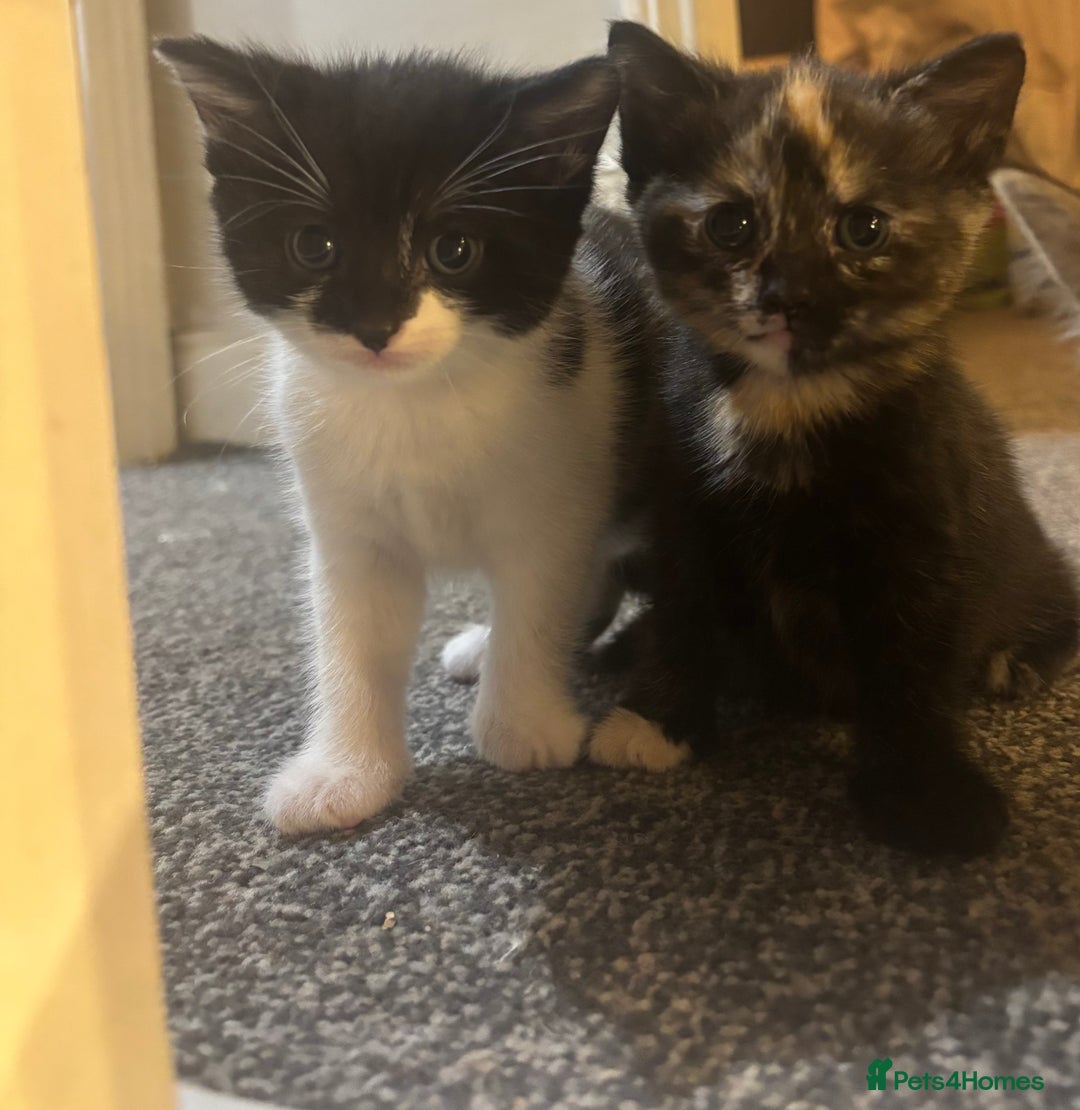 Mixed Breed cats for sale: Siamese kitties💕  - Advert 6