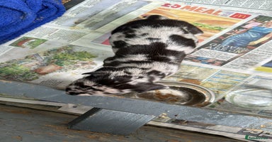 Great Dane dogs - Advert 12