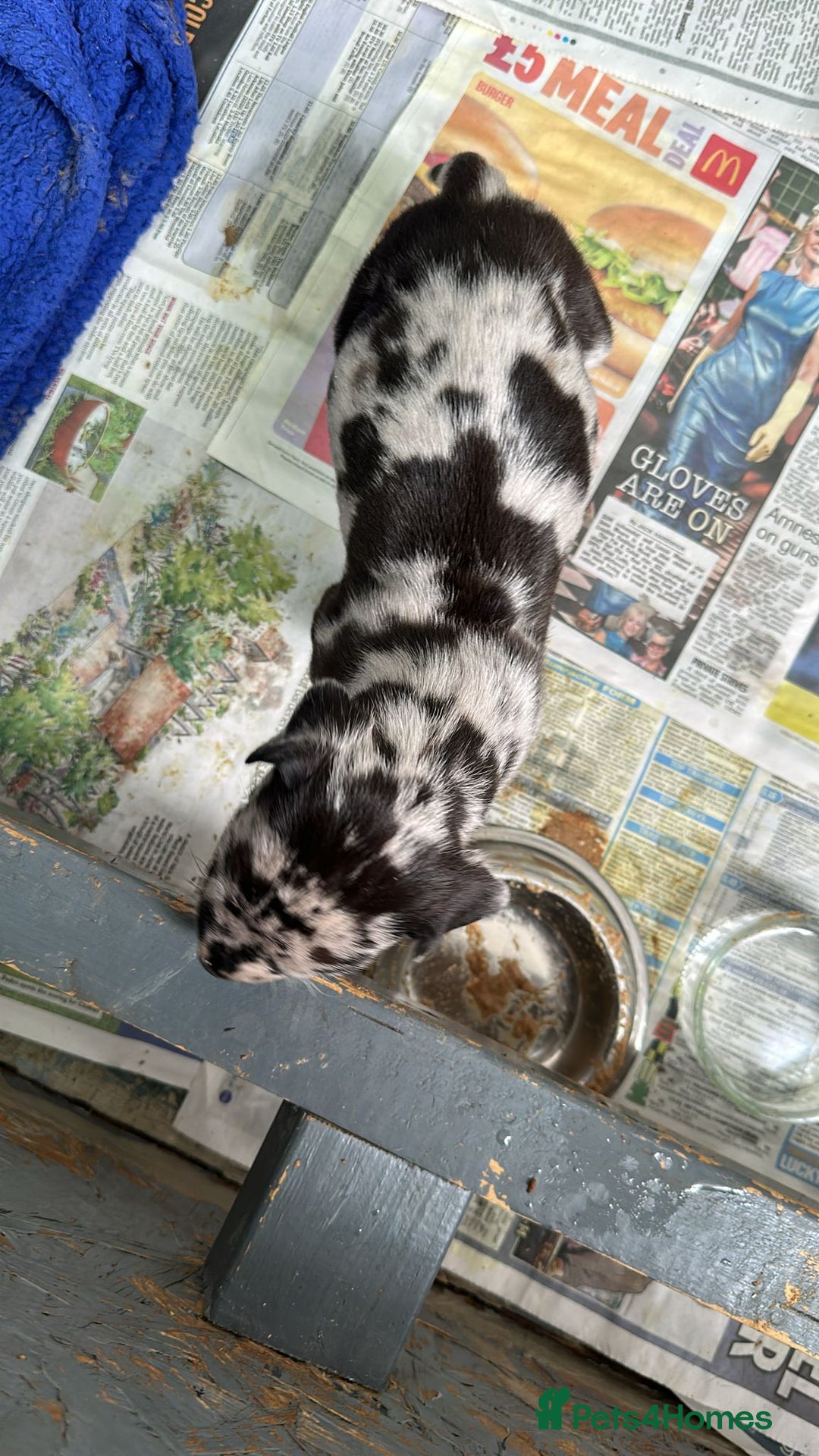 Great Dane dogs for sale: Beautiful Great Dane Puppies  - Image 3