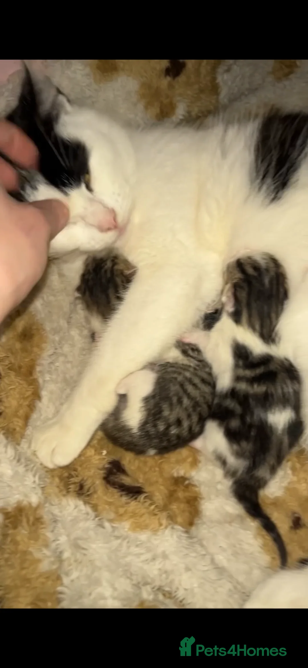 Mixed Breed cats for sale: 3 beautiful kittens. - Advert 6