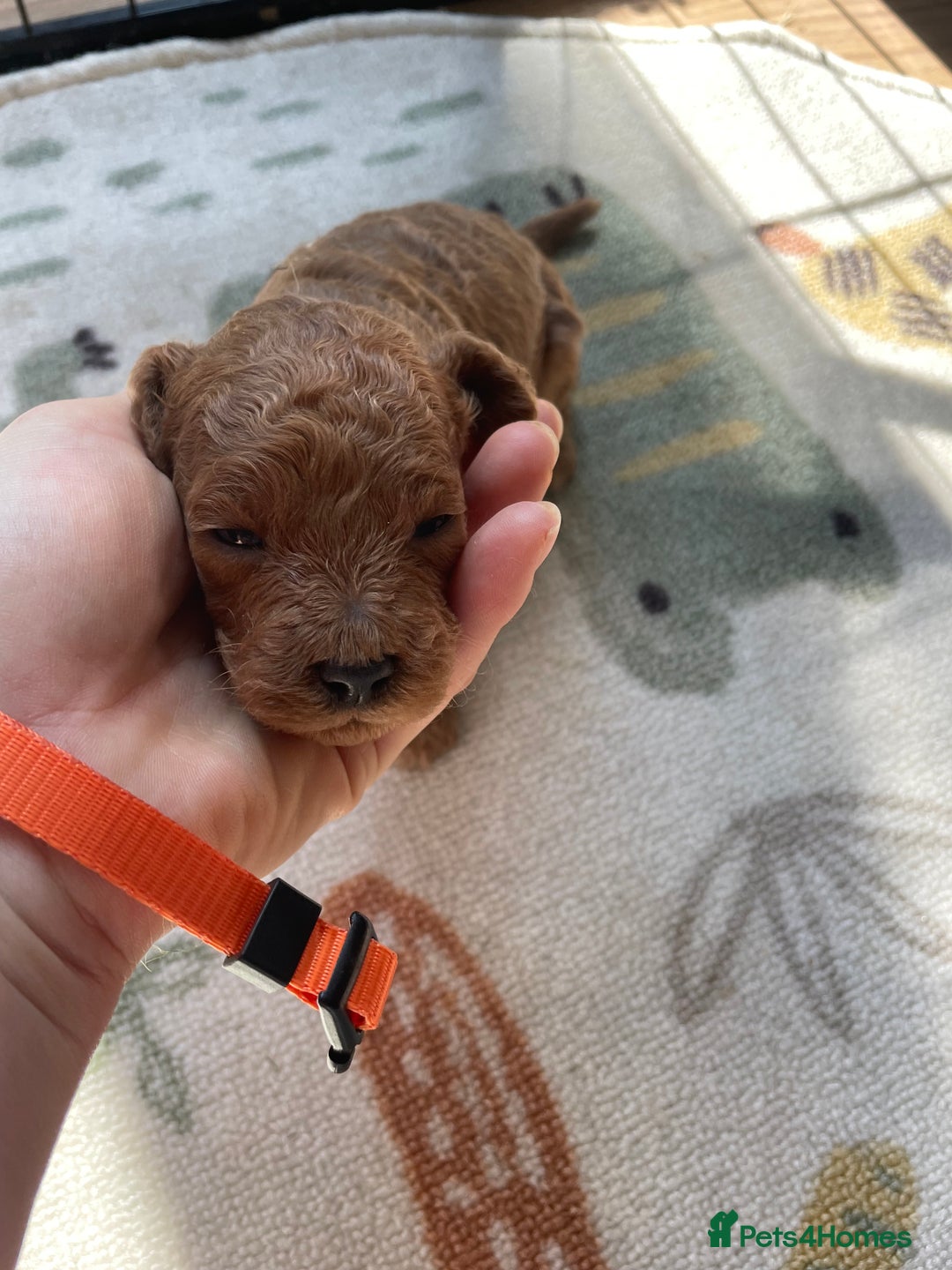 Cockapoo dogs for sale: Toy cockapoos f2b 5 gorgeous teddy bears - Image 9